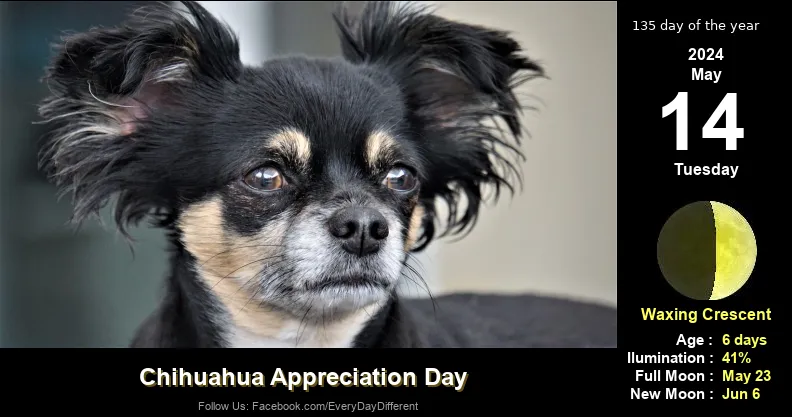 International Chihuahua Appreciation Day - May 14